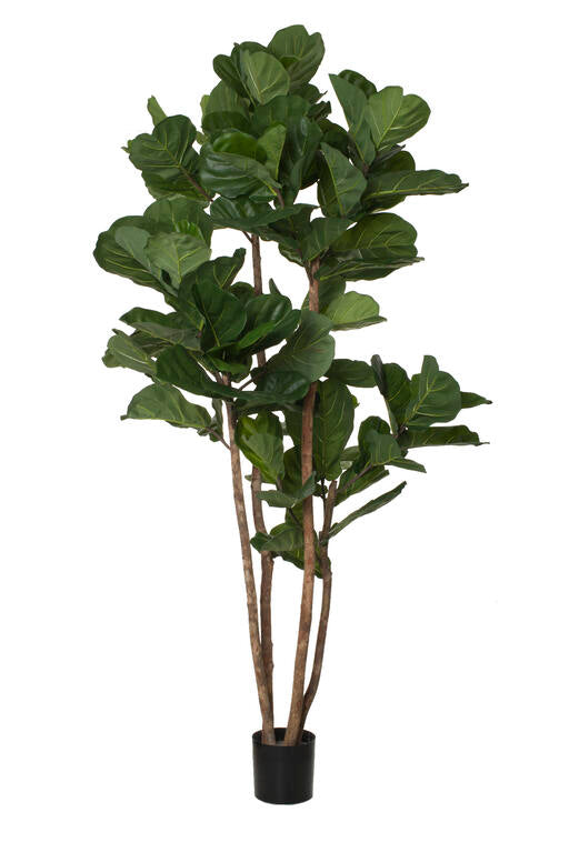 Ficus Lyrata